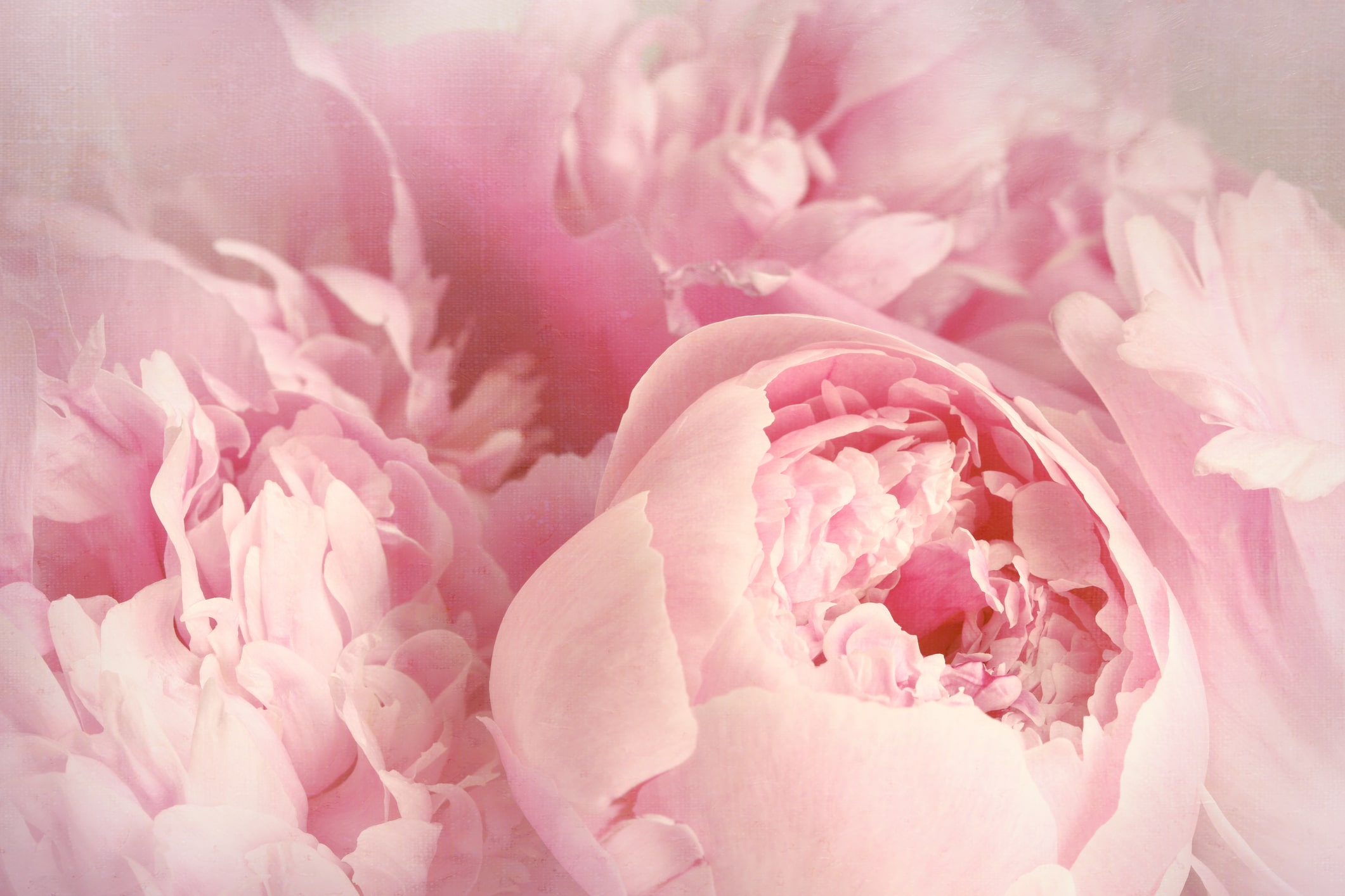 closeup-of-peony-flowers-37052752-min